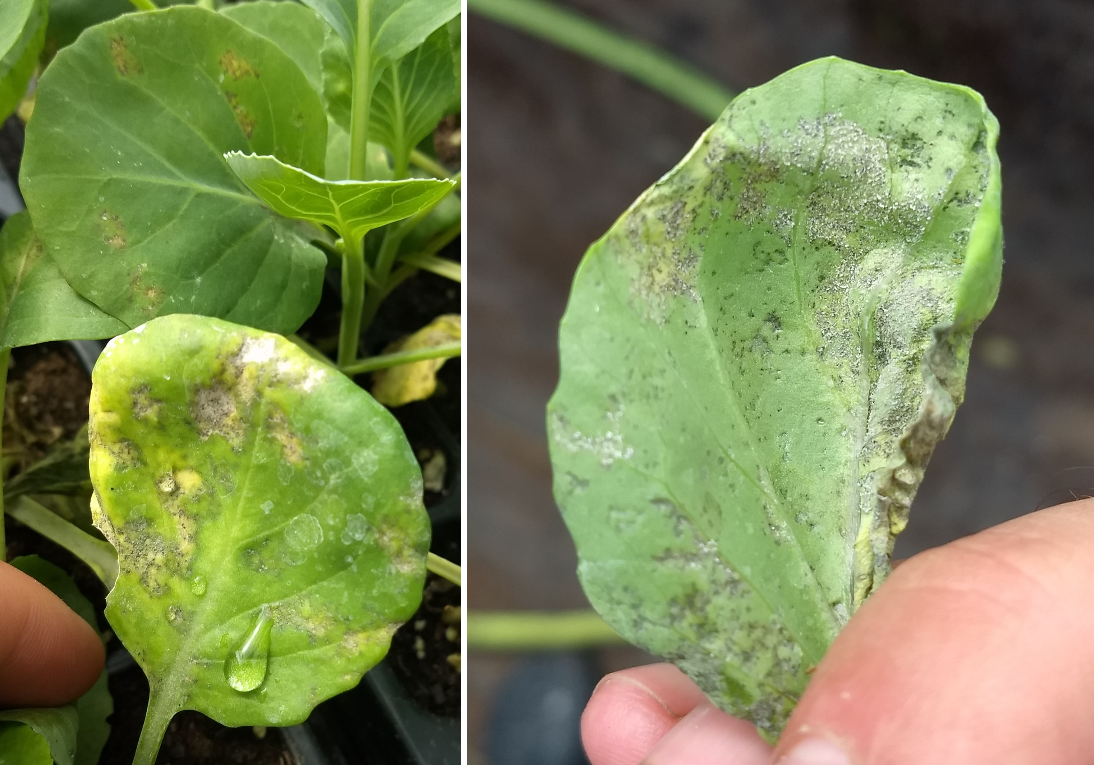 Downy mildew spores on cabbage leaves.
